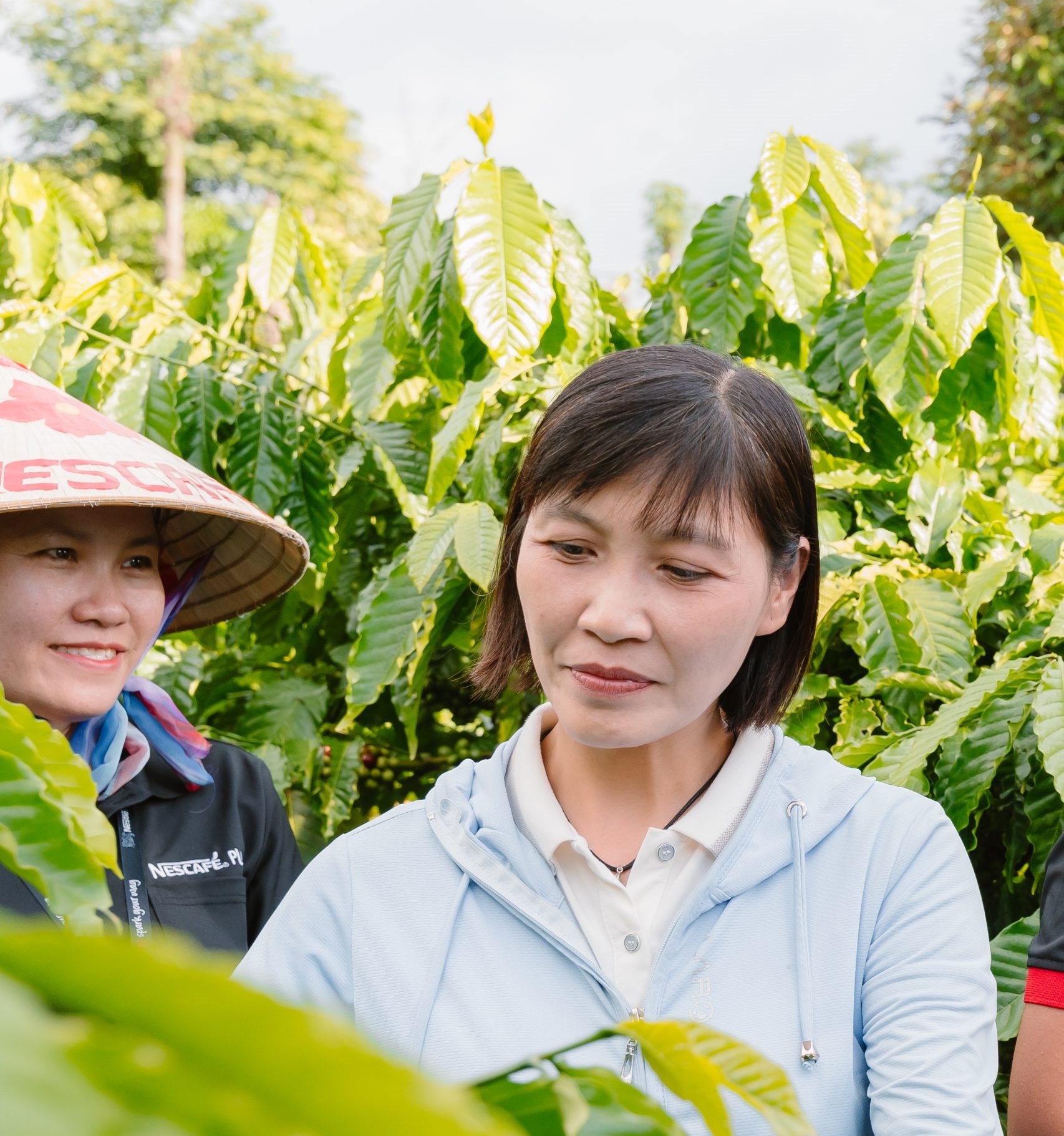 Công bố tiến độ lần 2: NESCAFÉ Plan năm 2030 tăng cường áp dụng các phương pháp canh tác nông nghiệp tái sinh